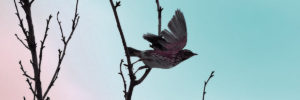 Flying bird 2