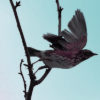 Flying bird 2
